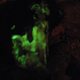 Illustration for article titled When forests glow green in the night